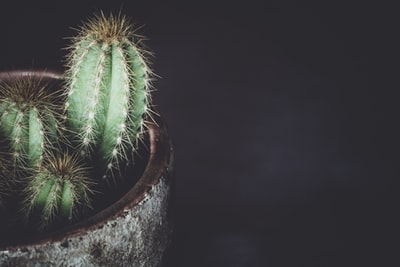 cactus potted plant
